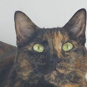 Meet your Posher, Pepper